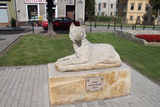 Wilk Międzyleski